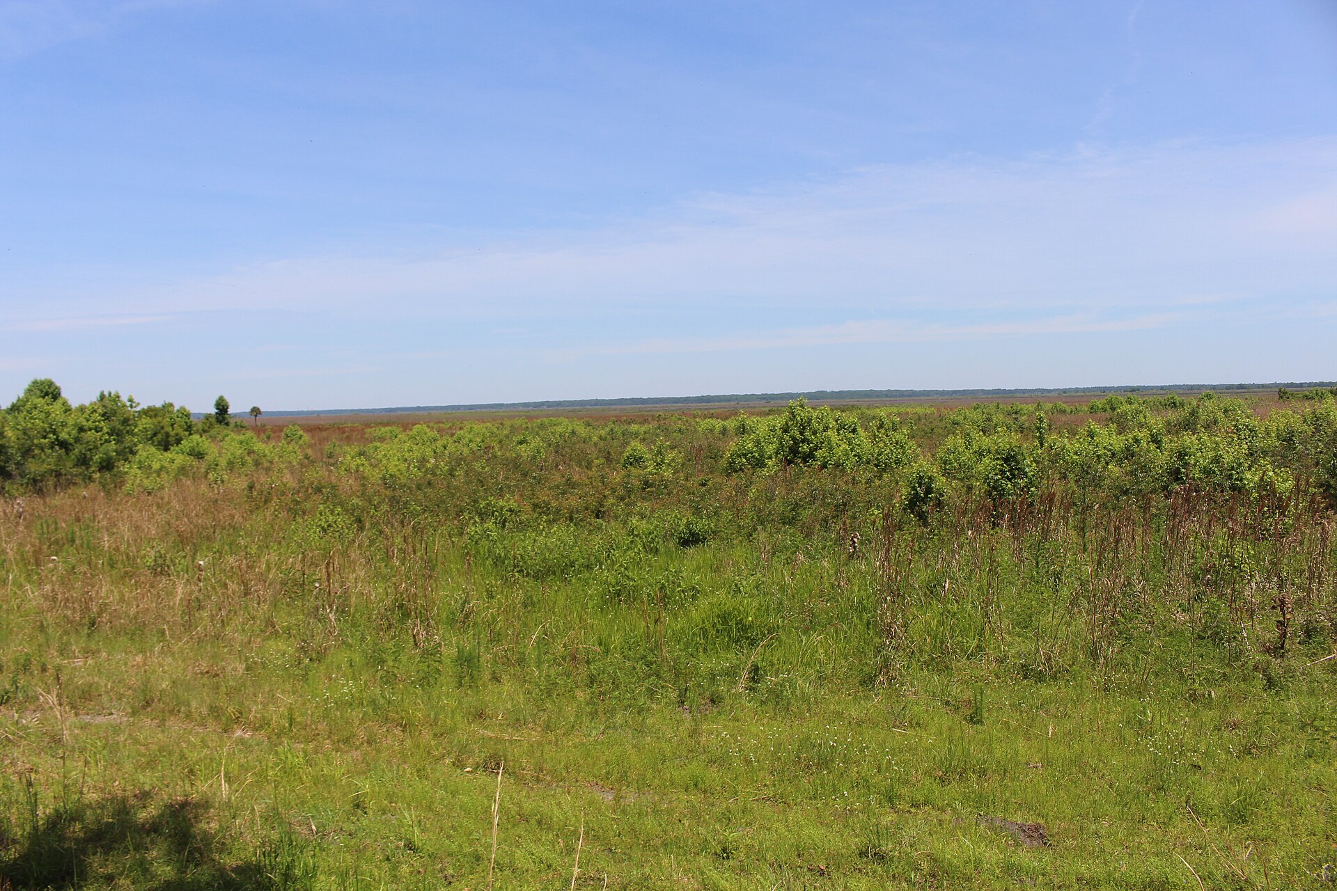 Paynes Prairie